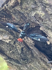 Clitodoca fenestralis