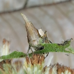 Wagneriana neblina