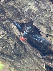 Clitodoca fenestralis