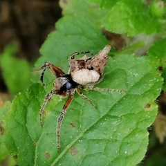 Wagneriana neblina