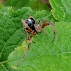 Wagneriana neblina