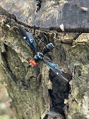 Clitodoca fenestralis