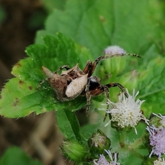 Wagneriana neblina