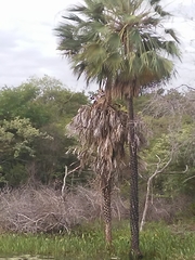 Copernicia prunifera