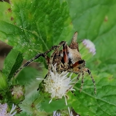 Wagneriana neblina