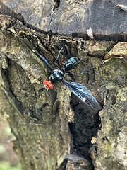 Clitodoca fenestralis