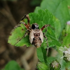 Wagneriana neblina