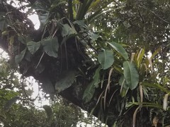 Philodendron heleniae amazonense