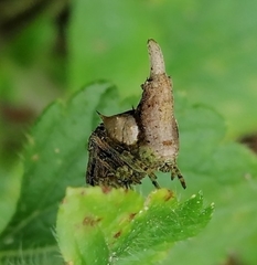 Wagneriana neblina