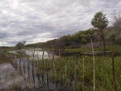 Copernicia prunifera