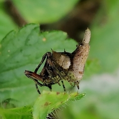 Wagneriana neblina
