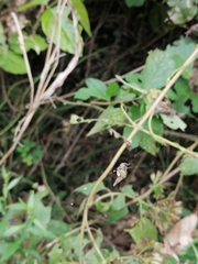 Wagneriana neblina