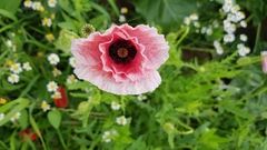 Papaver somniferum