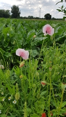 Papaver somniferum