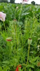 Papaver somniferum