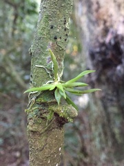 Zygostates alleniana