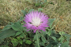 Psephellus sibiricus