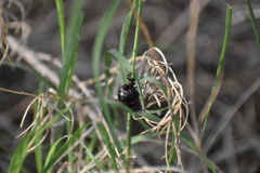 Megetra punctata