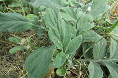 Psephellus sibiricus