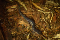 Plethodon metcalfi