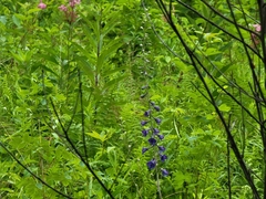 Delphinium exaltatum