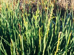 Triglochin concinna concinna