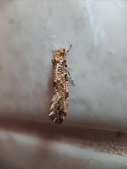 Morophaga choragella