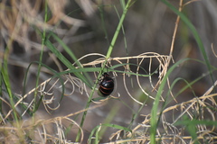 Megetra punctata
