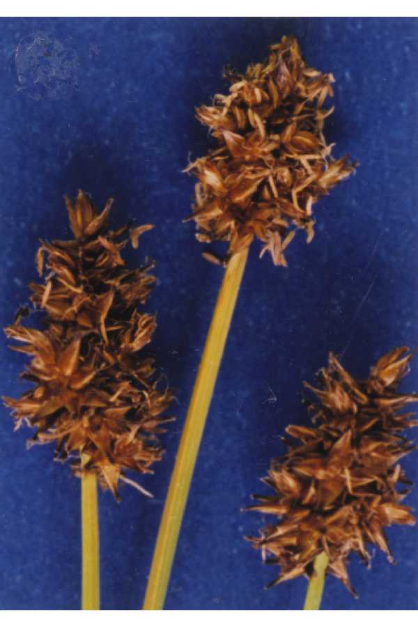 Carex jonesii