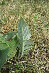 Psephellus sibiricus