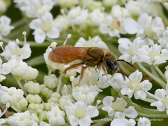 Lasioglossum vierecki