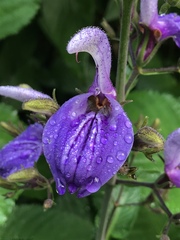 Brillantaisia owariensis