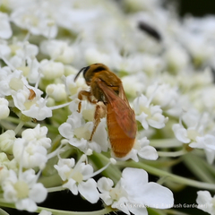 Lasioglossum vierecki
