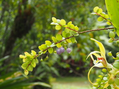 Sphyrospermum buxifolium