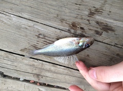 Gymnocephalus cernua