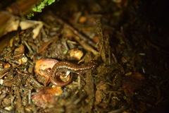 Desmognathus wrighti