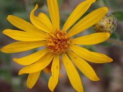Heterotheca hirsutissima