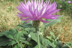 Psephellus sibiricus