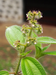 Miconia lacera