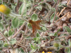 Heterotheca hirsutissima