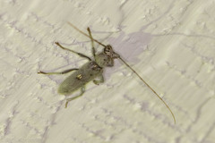 Eburia mutica