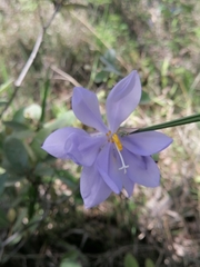 Tigridia longispatha