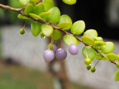 Sphyrospermum buxifolium