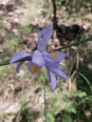 Tigridia longispatha