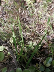 Tigridia longispatha