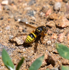 Ancistrocerus durangoensis