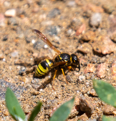 Ancistrocerus durangoensis