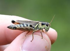 Melanoplus borealis