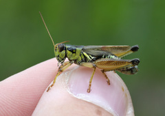 Melanoplus borealis