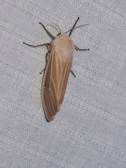 Creatonotos transiens vacillans